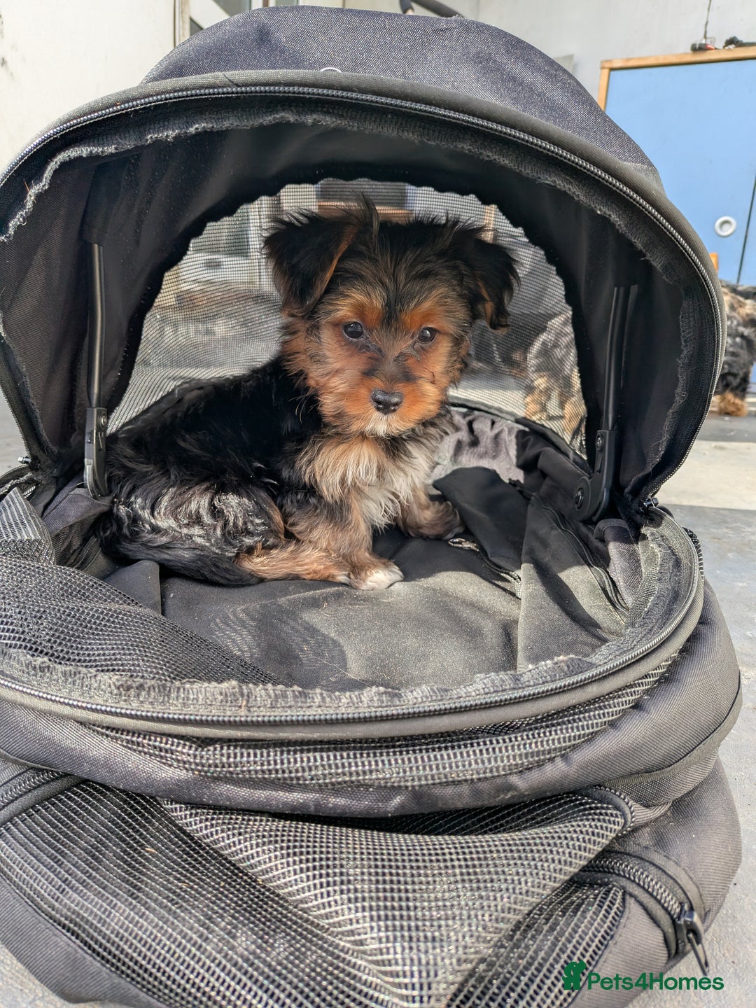 Yorkshire Terrier dogs for sale: 3 Male Yorkshire terriers left  - Image 23
