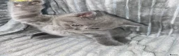 British Shorthair cats for sale: Four adorable British shorthair kittens  in London - Advert 18