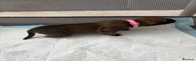 Pink Female