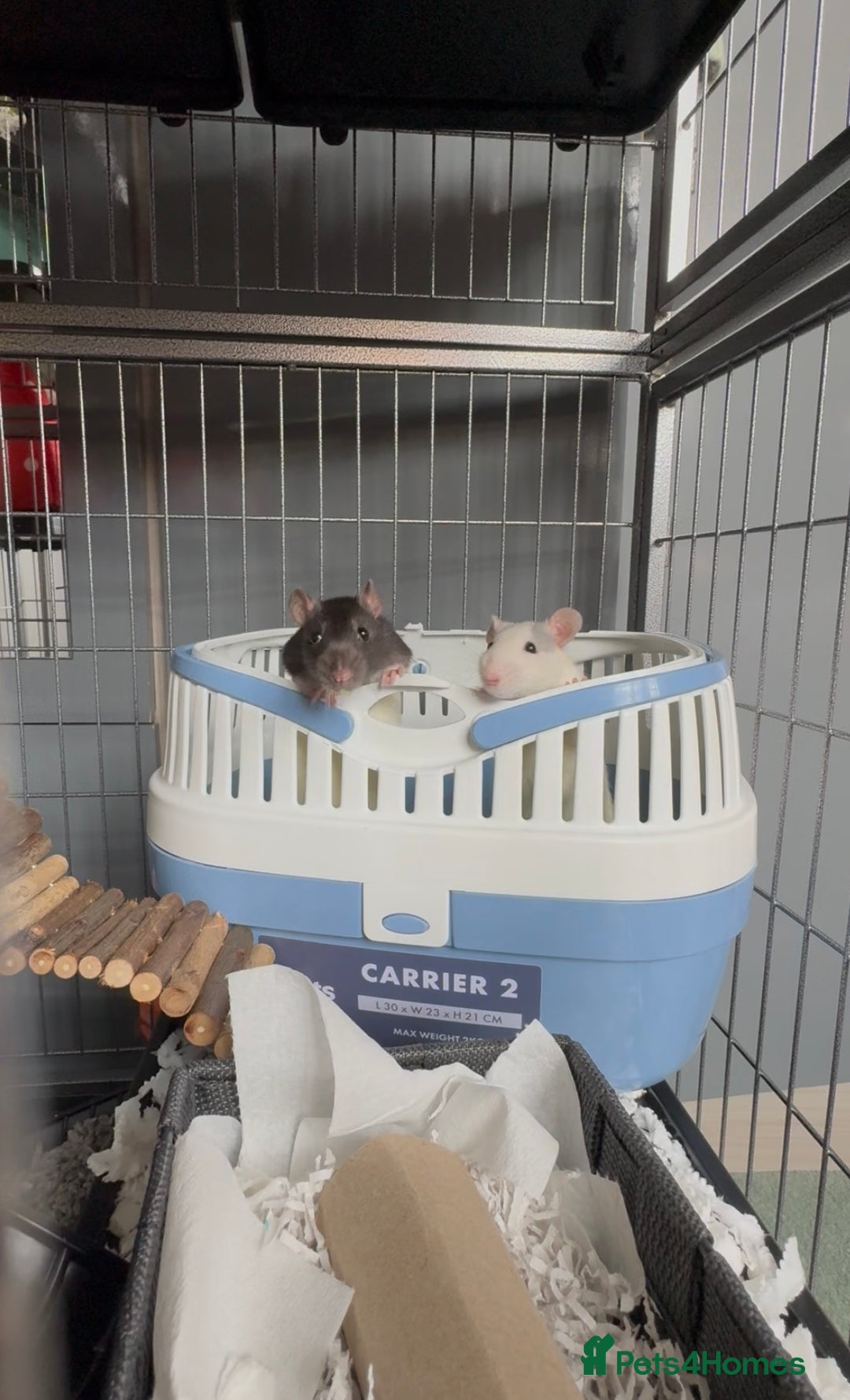 Rat rodents for sale: Female Rats for Rehoming - Image 3