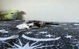 Mixed Breed cats for sale: Beautiful Male Kitten For Sale Last Of Litter - Image 2