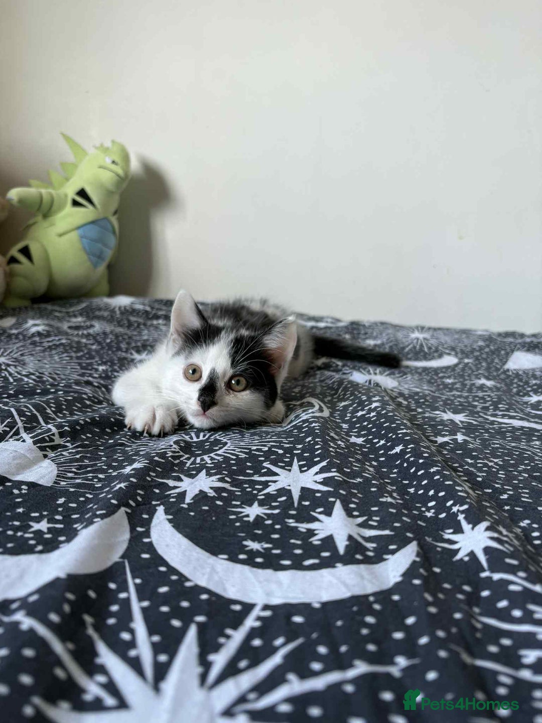 Mixed Breed cats for sale: Beautiful Male Kitten For Sale Last Of Litter - Image 2