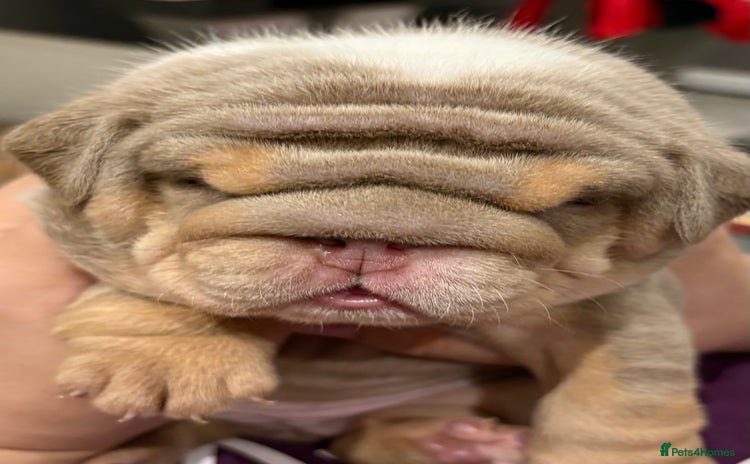 English Bulldog dogs - Advert 4
