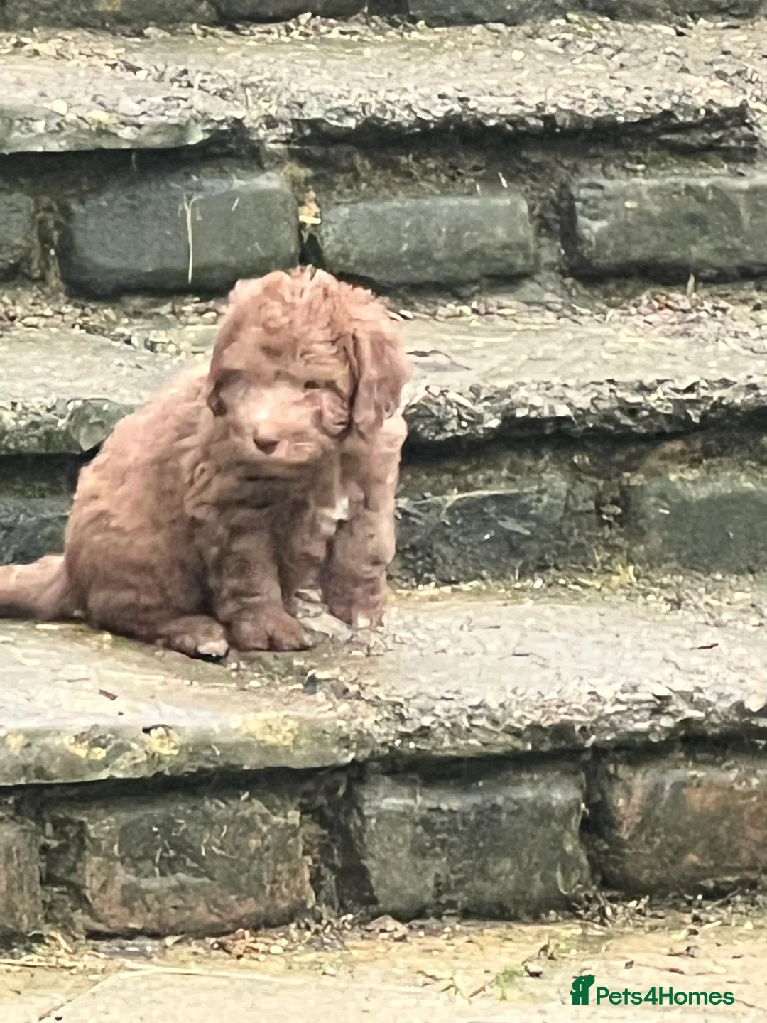 Bedlington Terrier dogs for sale: Bedlington terrier puppies ☺️ - Advert 11