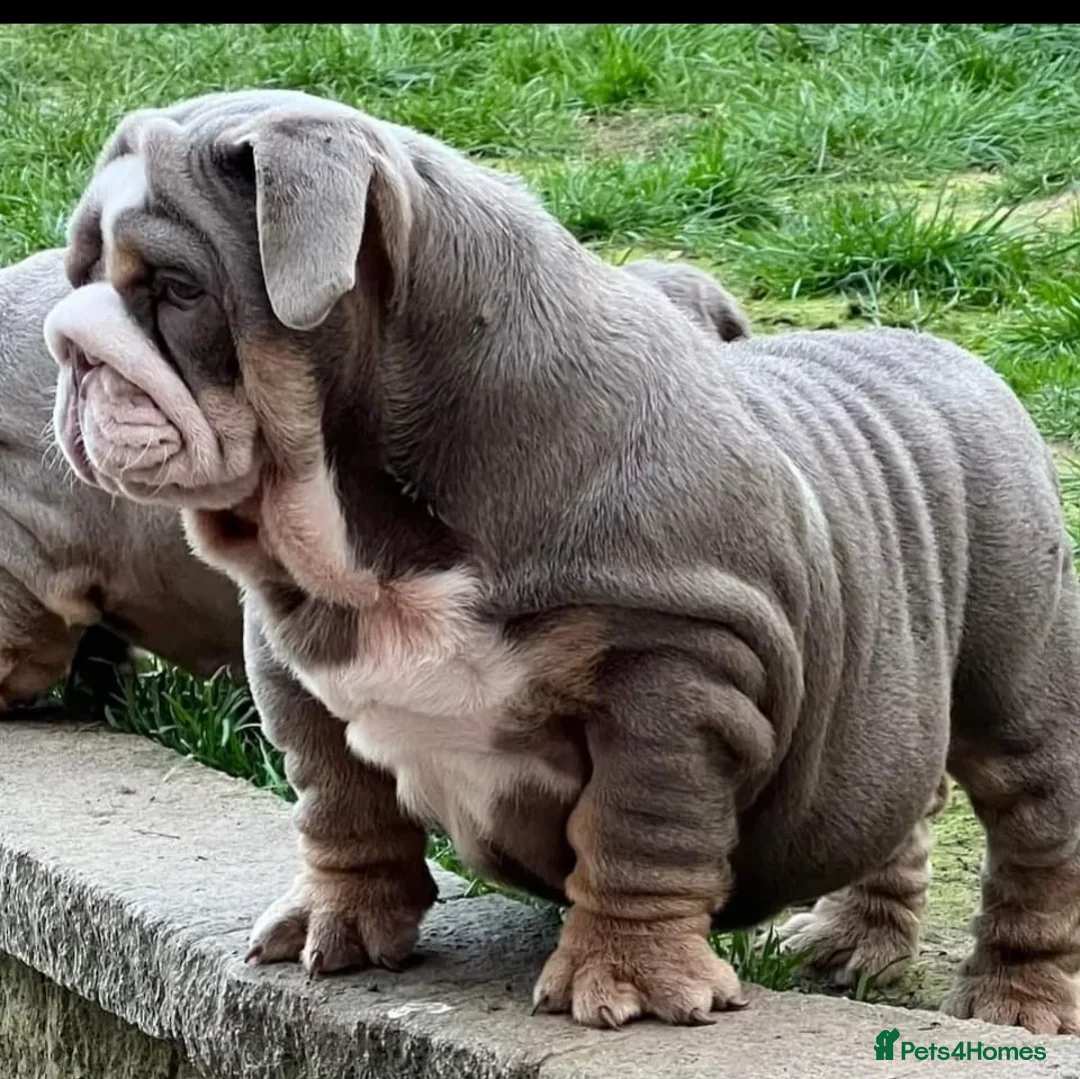 English Bulldog dogs for stud: Uncle Fester in Manchester - Advert 23