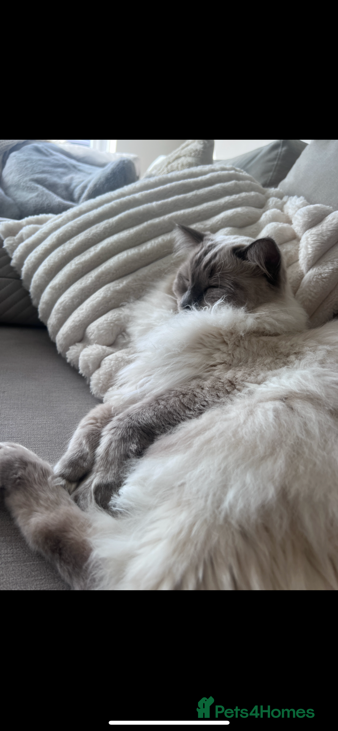 Ragdoll cats for sale: Ragdoll for rehome  - Advert 4