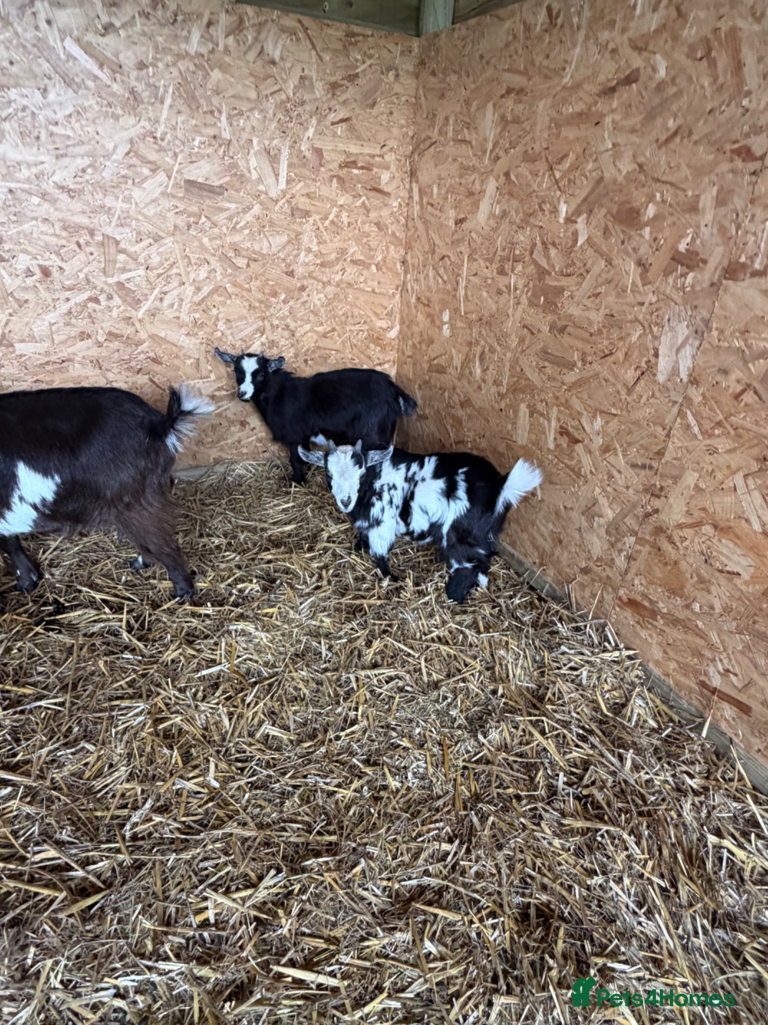 Goats livestock Pigmy goats ready to leave  - Advert 17