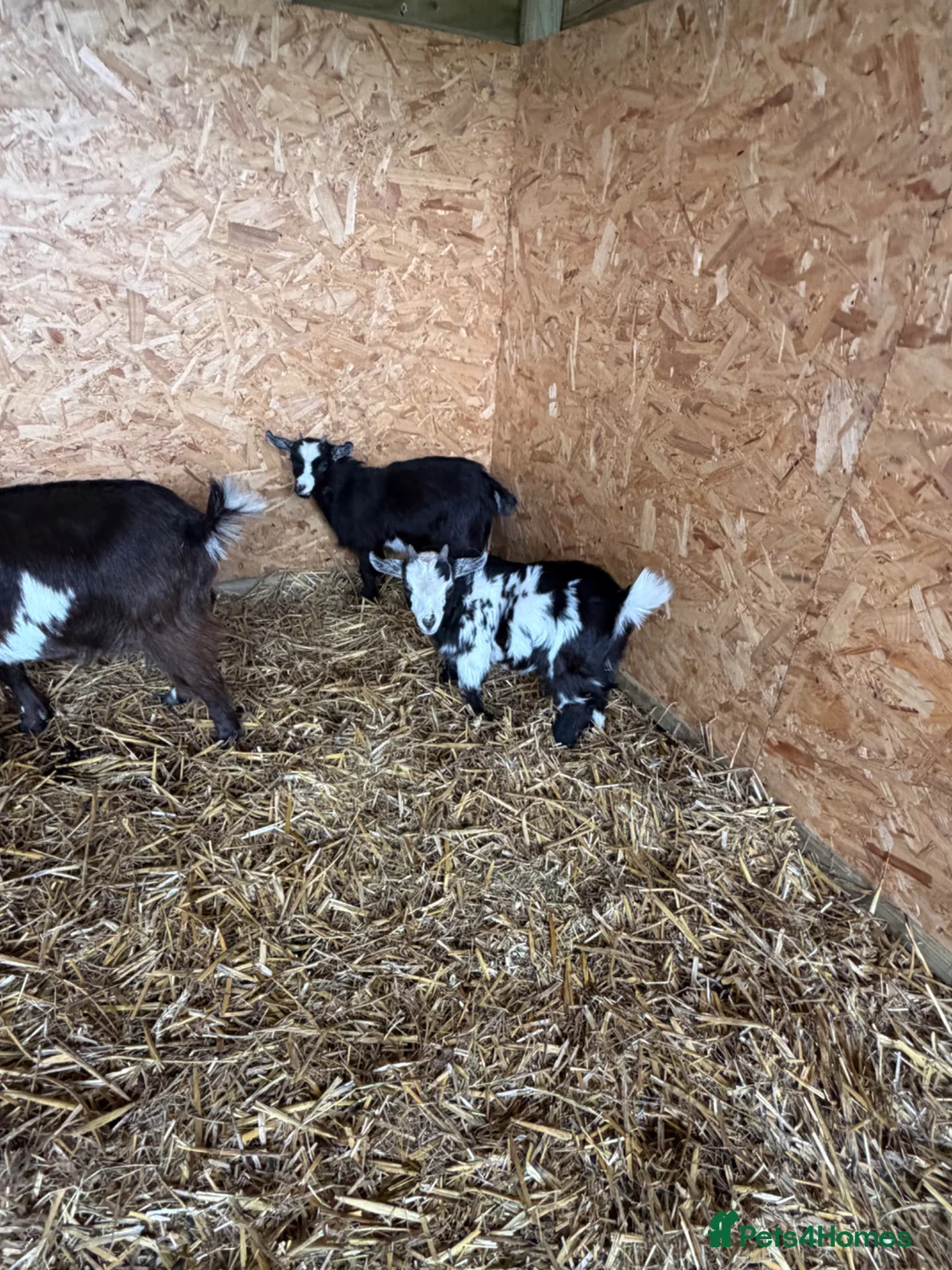 Goats livestock for sale: Pigmy goats ready to leave  - Advert 1