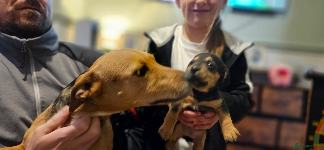 Mixed Breed dogs for sale: Jack Russell x wired haired dachshund  - Advert 10