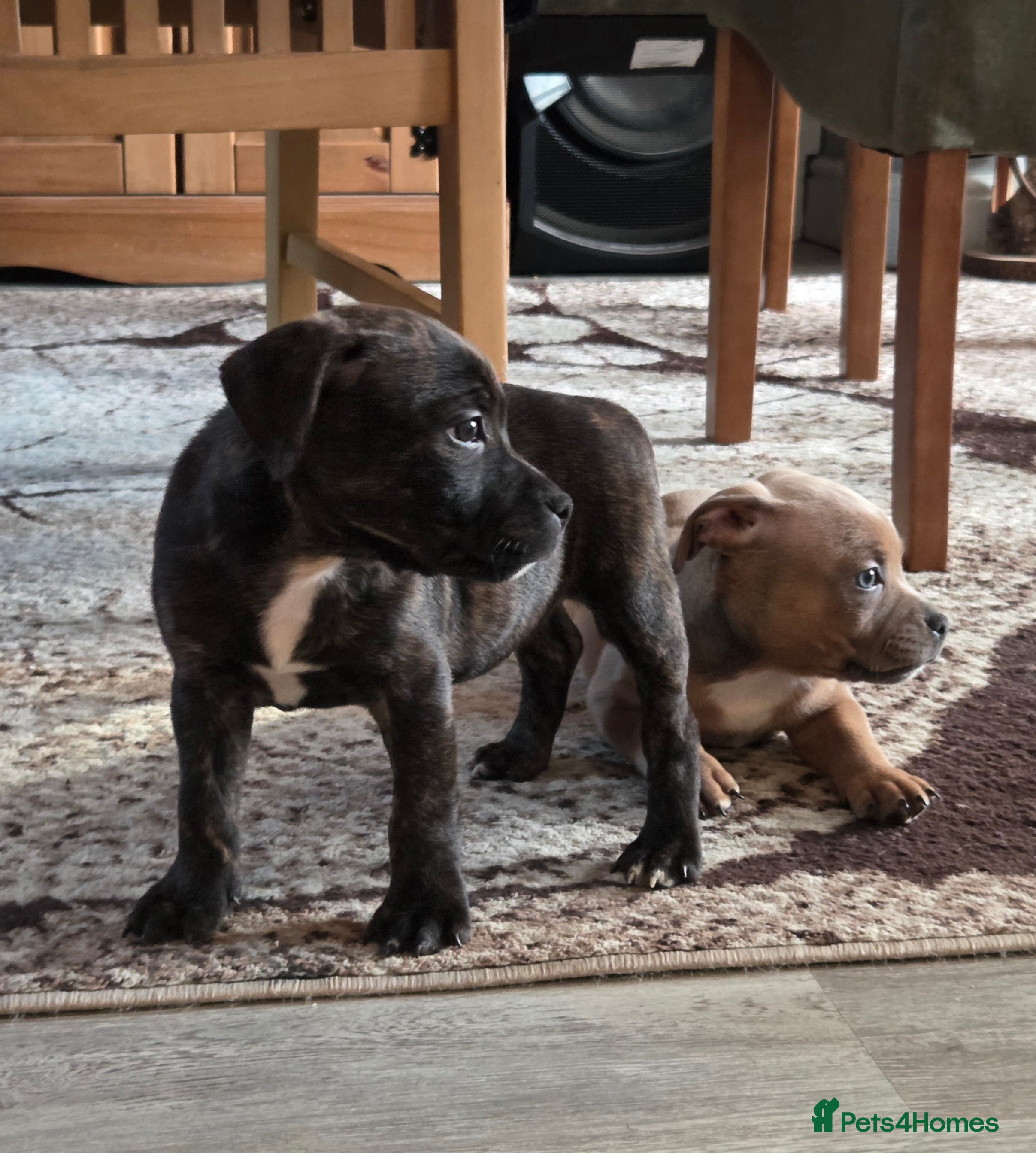 Staffordshire Bull Terrier dogs Red blue brindle Puppys Staffordshire bull terier  - Advert 13