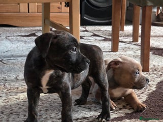 Staffordshire Bull Terrier dogs Red blue brindle Puppys Staffordshire bull terier - Advert 13