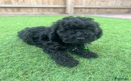 Cockapoo dogs for sale: F1B COCKERPOOS LOOKING FOR THERE FORVER HOME ❤️ - Image 11