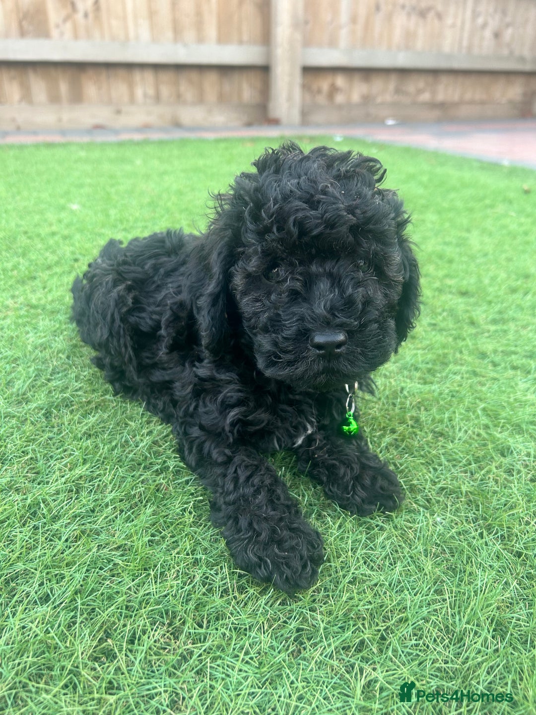 Cockapoo dogs for sale: F1B COCKERPOOS LOOKING FOR THERE FORVER HOME ❤️ - Image 11