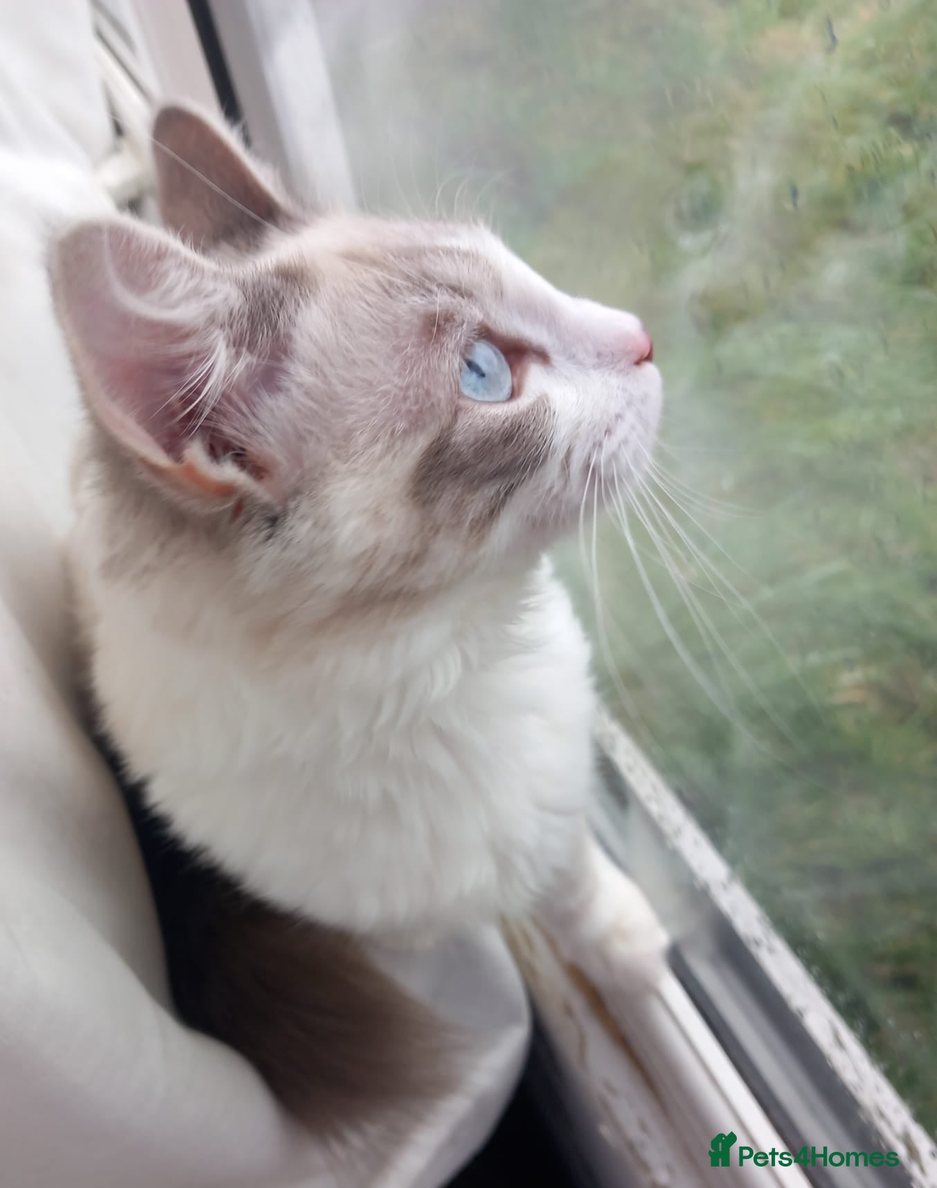 Ragdoll cats Beautiful ragdoll kitten for sale - Advert 8