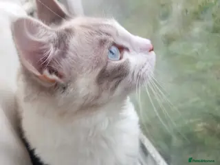 Ragdoll cats Beautiful ragdoll kitten for sale - Advert 8