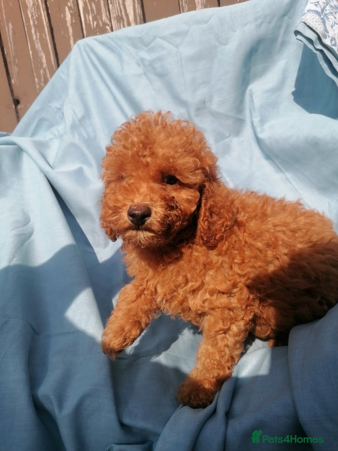 Miniature Poodle dogs for sale: Miniature poodles  - Image 9