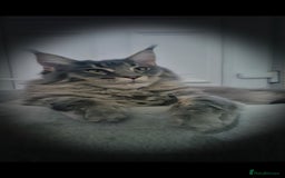 Maine Coon cats for sale: Maine coon kittens  - Image 6