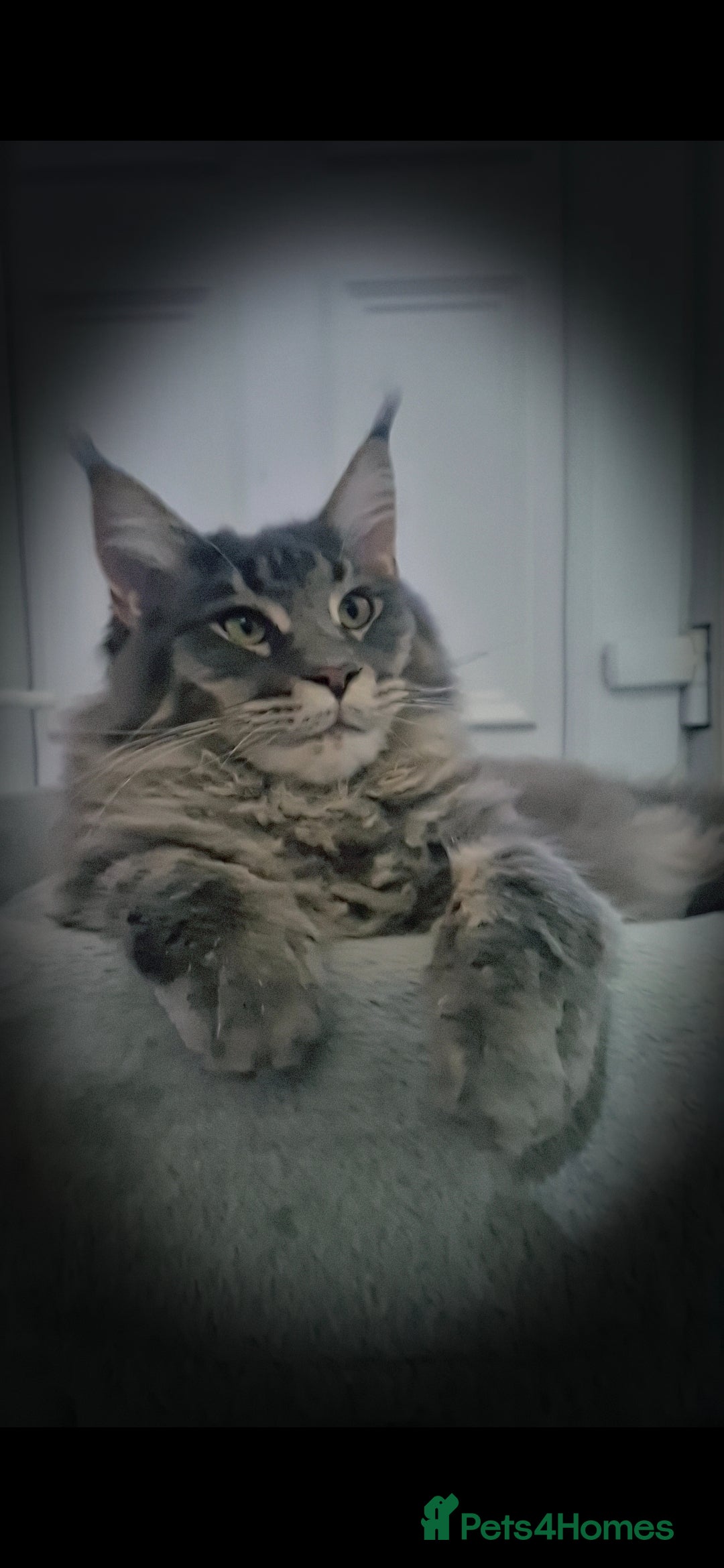 Maine Coon cats for sale: Maine coon kittens  - Image 6