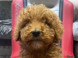 Cockapoo dogs F1B Red Cockapoo Puppies Available Now - Advert 2