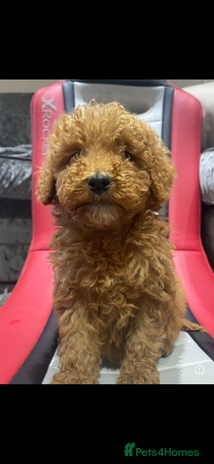 Cockapoo dogs - Advert 8