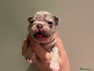 French Bulldog dogs for sale: Beautiful Merle French bulldogs - Advert 1