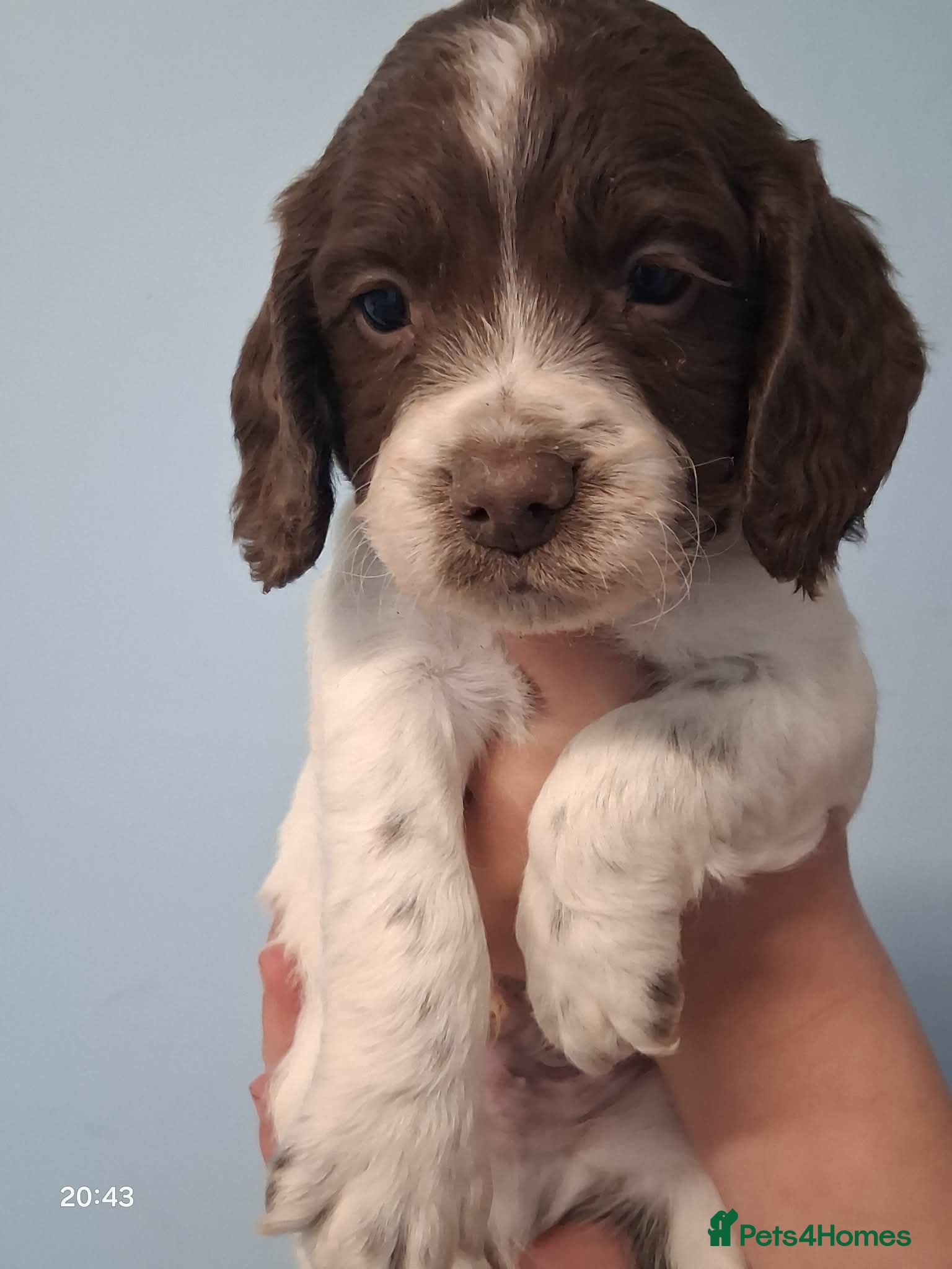 English Springer Spaniel dogs 9 week old Springer Spaniel pups - Advert 11