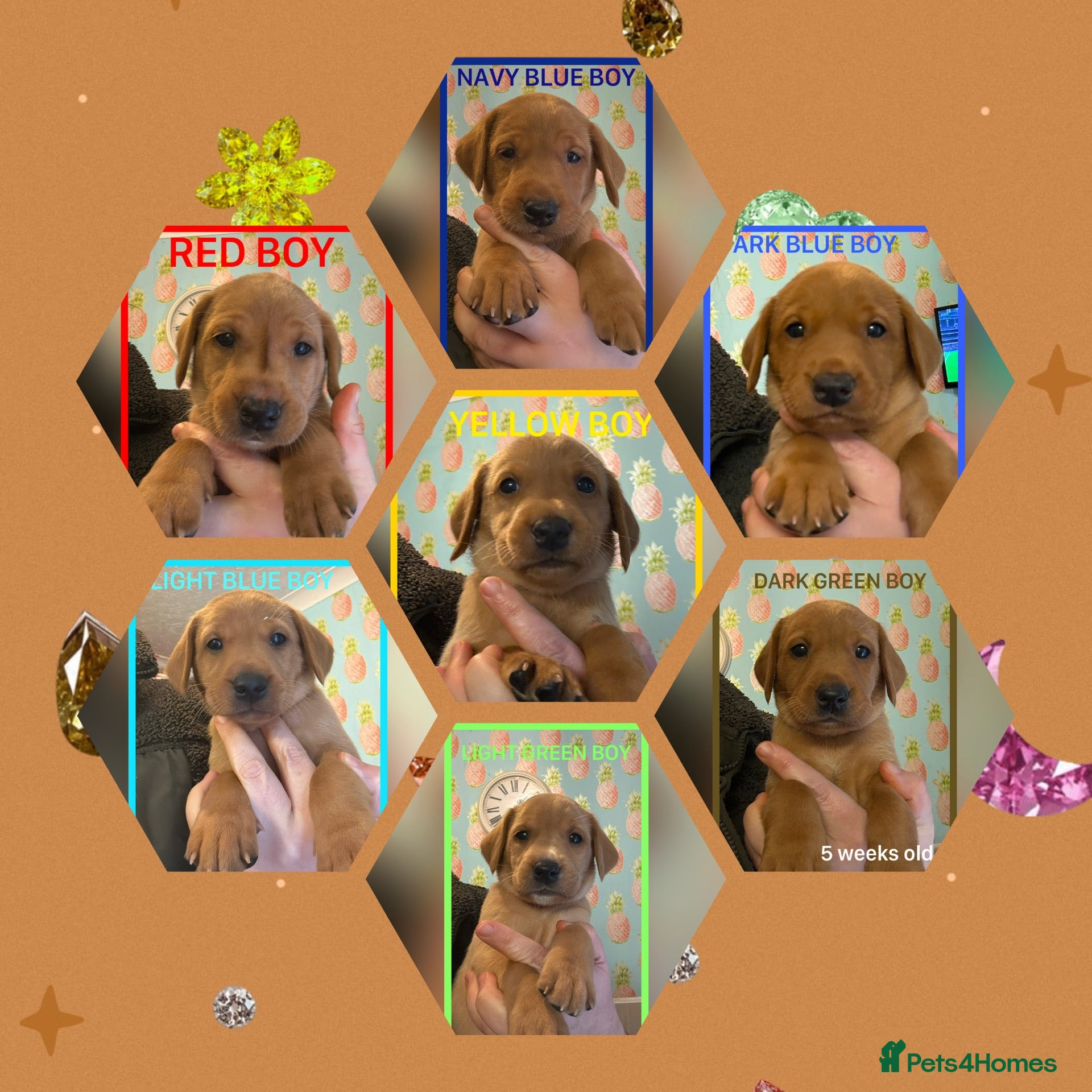 Labrador Retriever dogs for sale: Fox red Labrador puppies  - Advert 1
