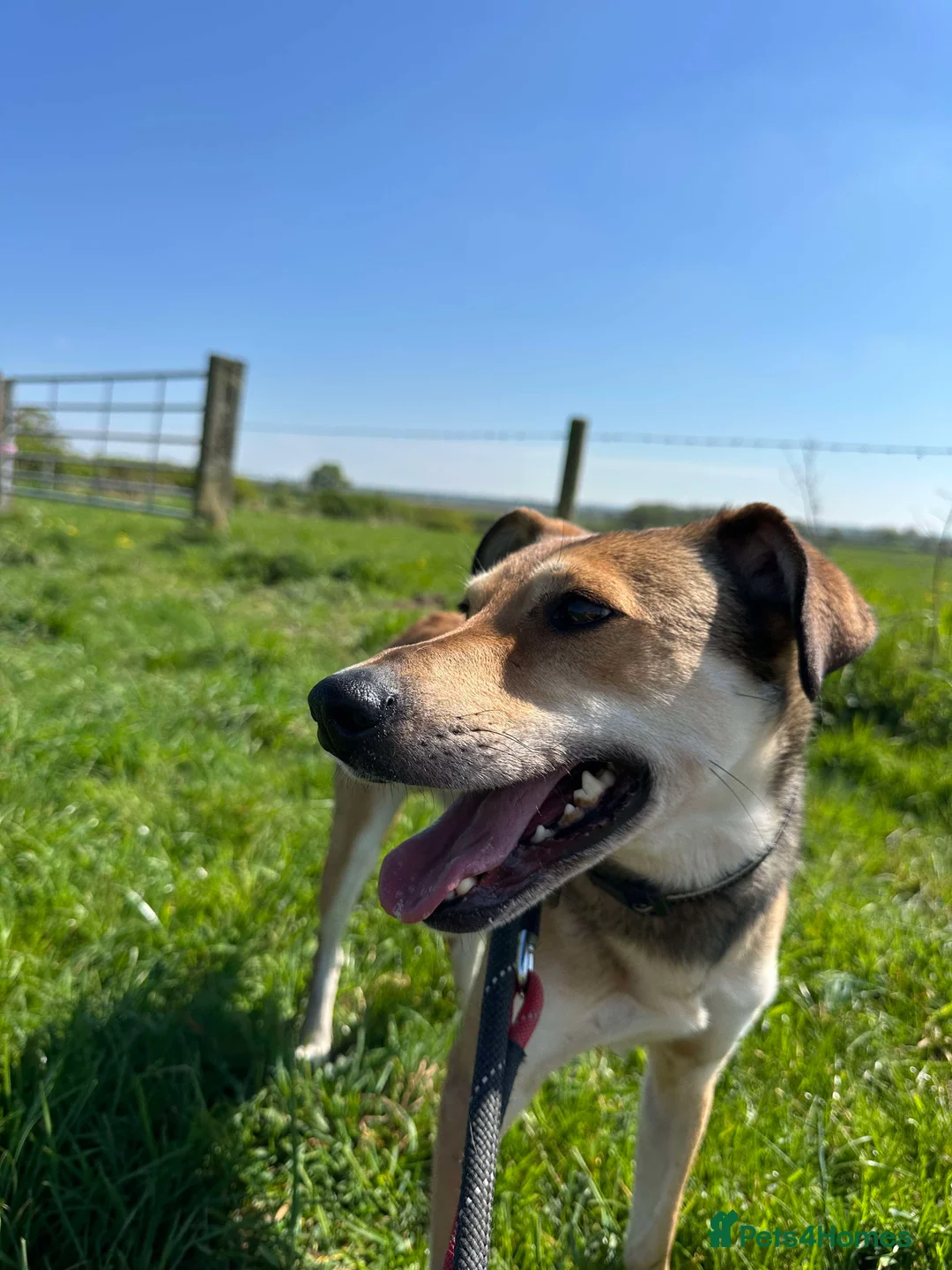 Mixed Breed dogs for adoption: Meet Barney, currently residing in Cheshire  in Nantwich - Advert 16
