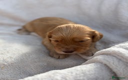 Cockapoo dogs for sale: Stunning Cockapoo Puppies KC Reg Parents - Image 10