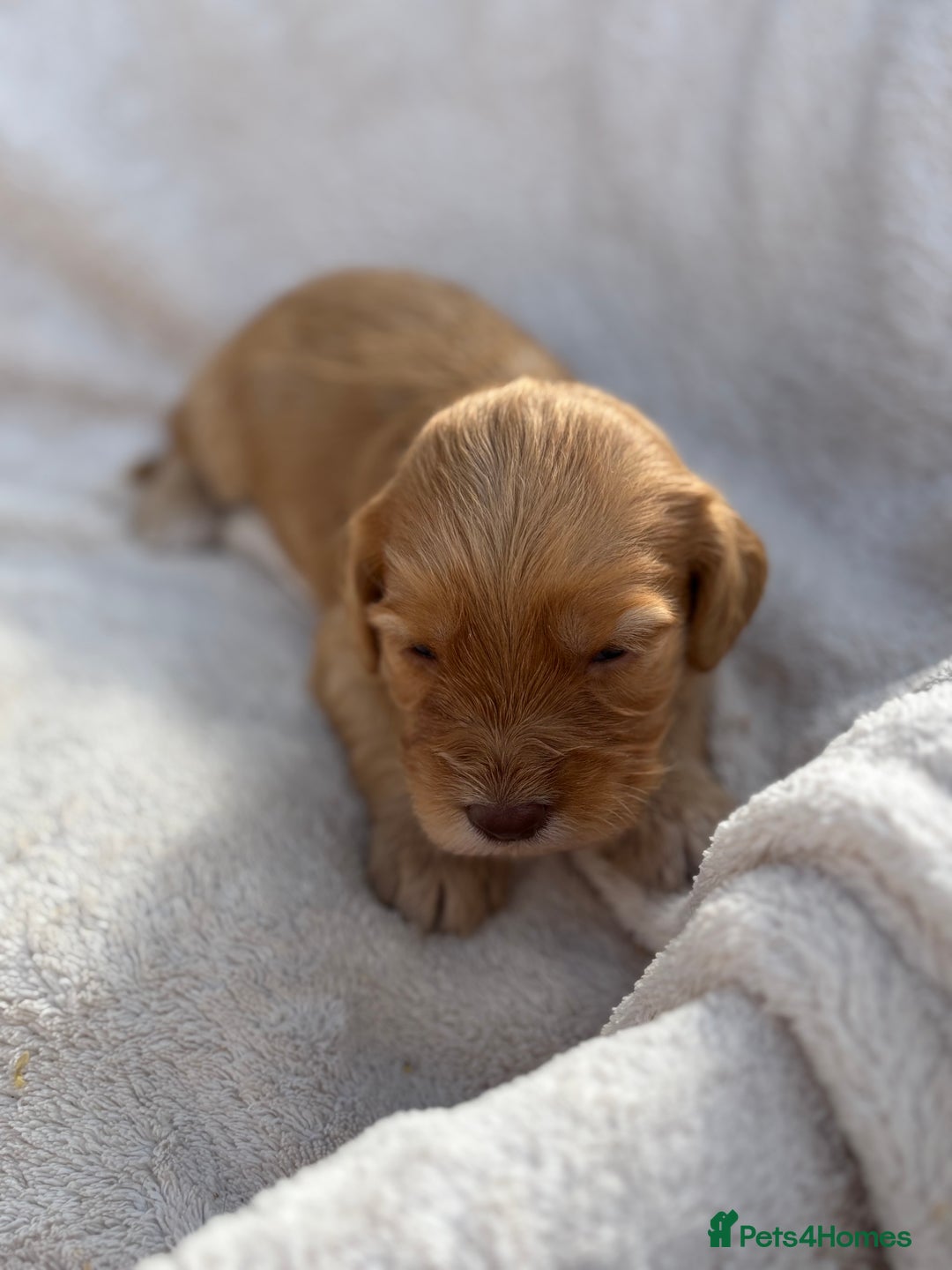 Cockapoo dogs for sale: Stunning Cockapoo Puppies KC Reg Parents - Image 10