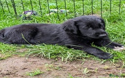 Flat coated Retriever dogs for sale: Flatcoated Retriever puppies  - Image 14