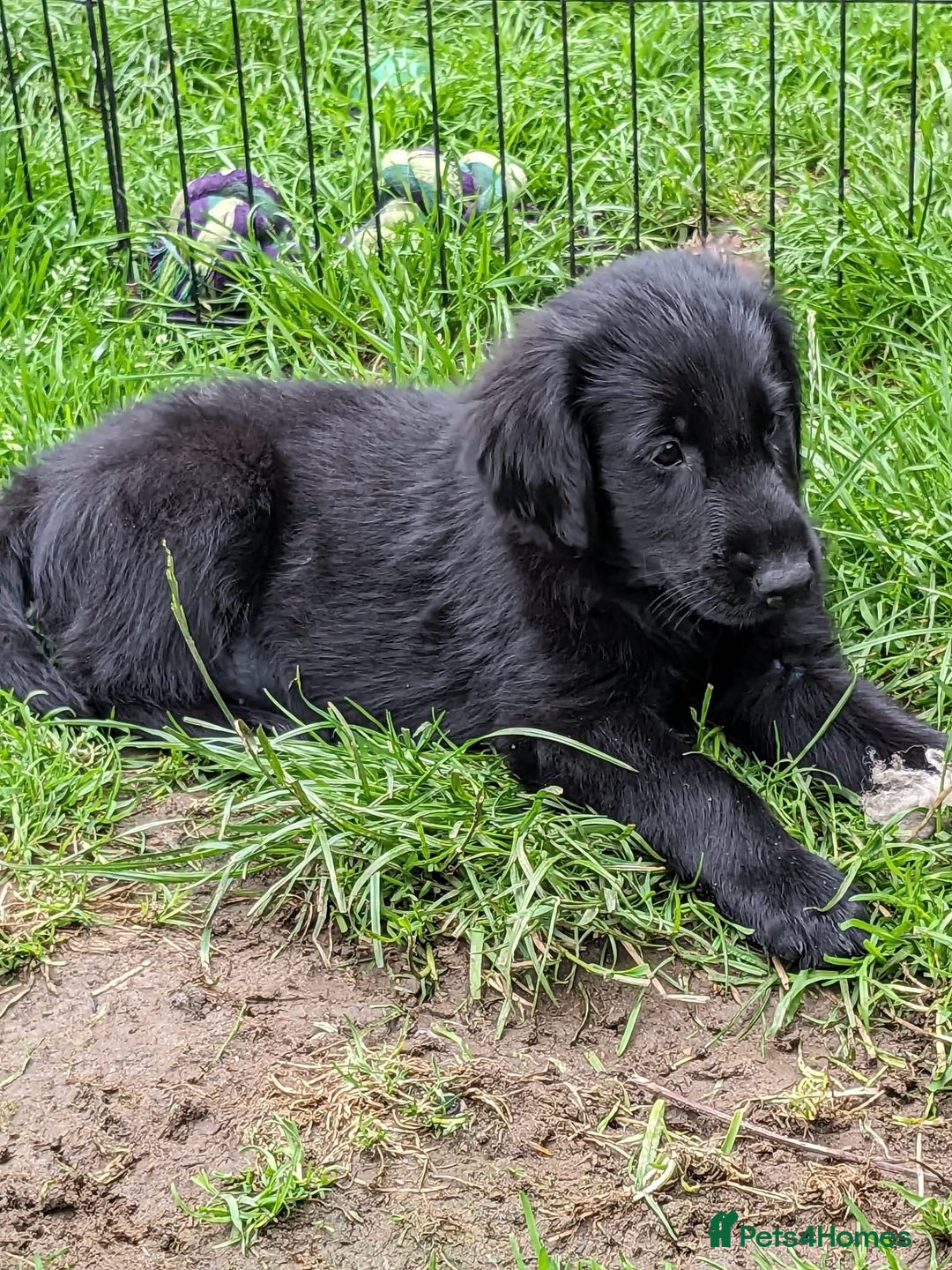 Flat coated Retriever dogs for sale: Flatcoated Retriever puppies  - Image 14
