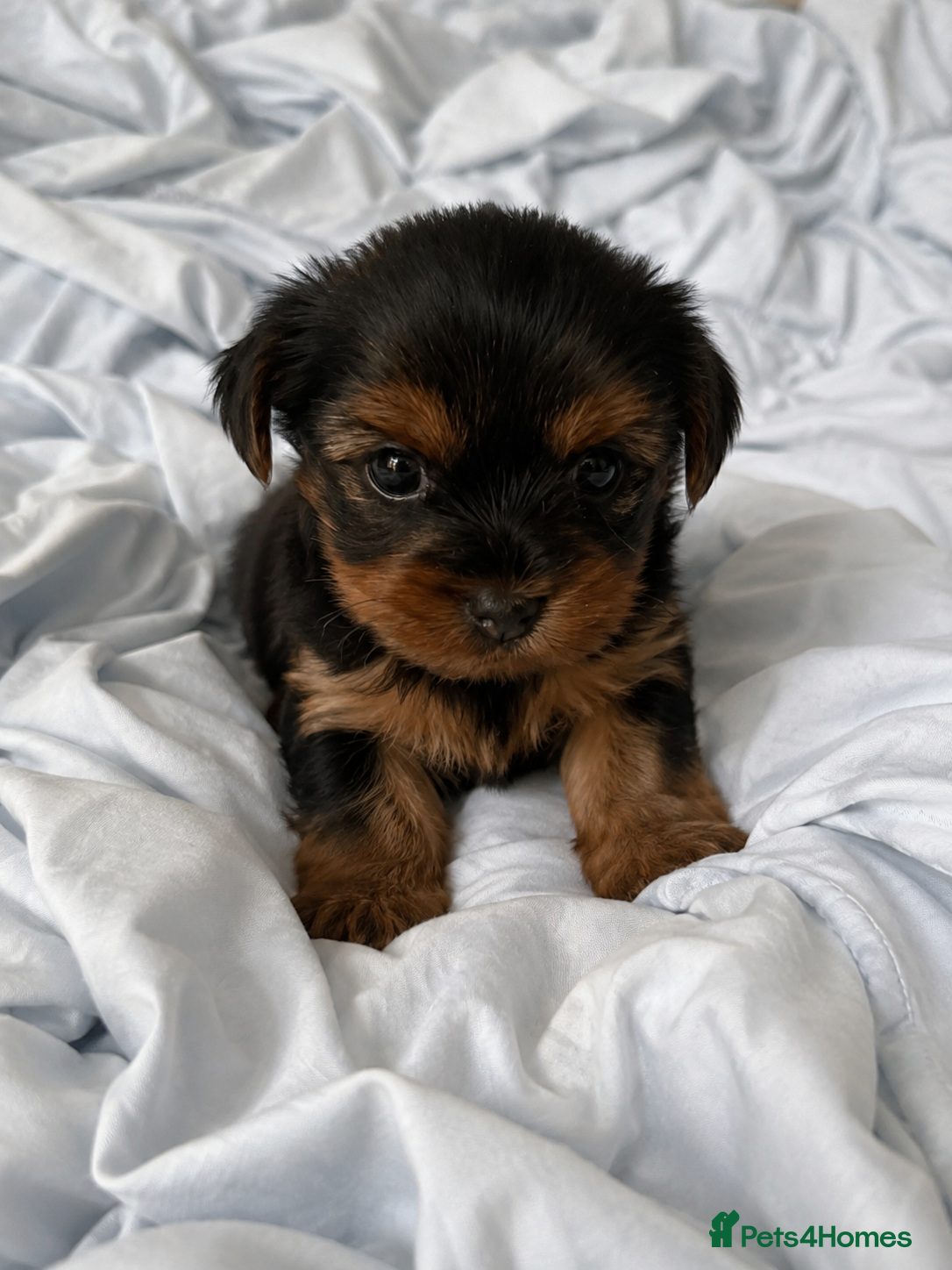 Yorkshire Terrier dogs Beautiful Yorkshire Terrier Girl Puppy - Advert 9