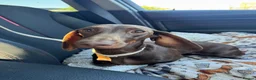 Miniature Dachshund dogs for sale: Miniature Dachshund for Rehome - Advert 3