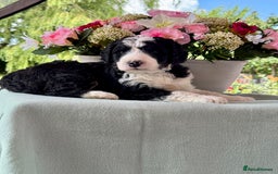 Bernedoodle dogs for sale: 1 boy left gorgeous f1 medium bernedoodle puppies  in Market Drayton - Image 23