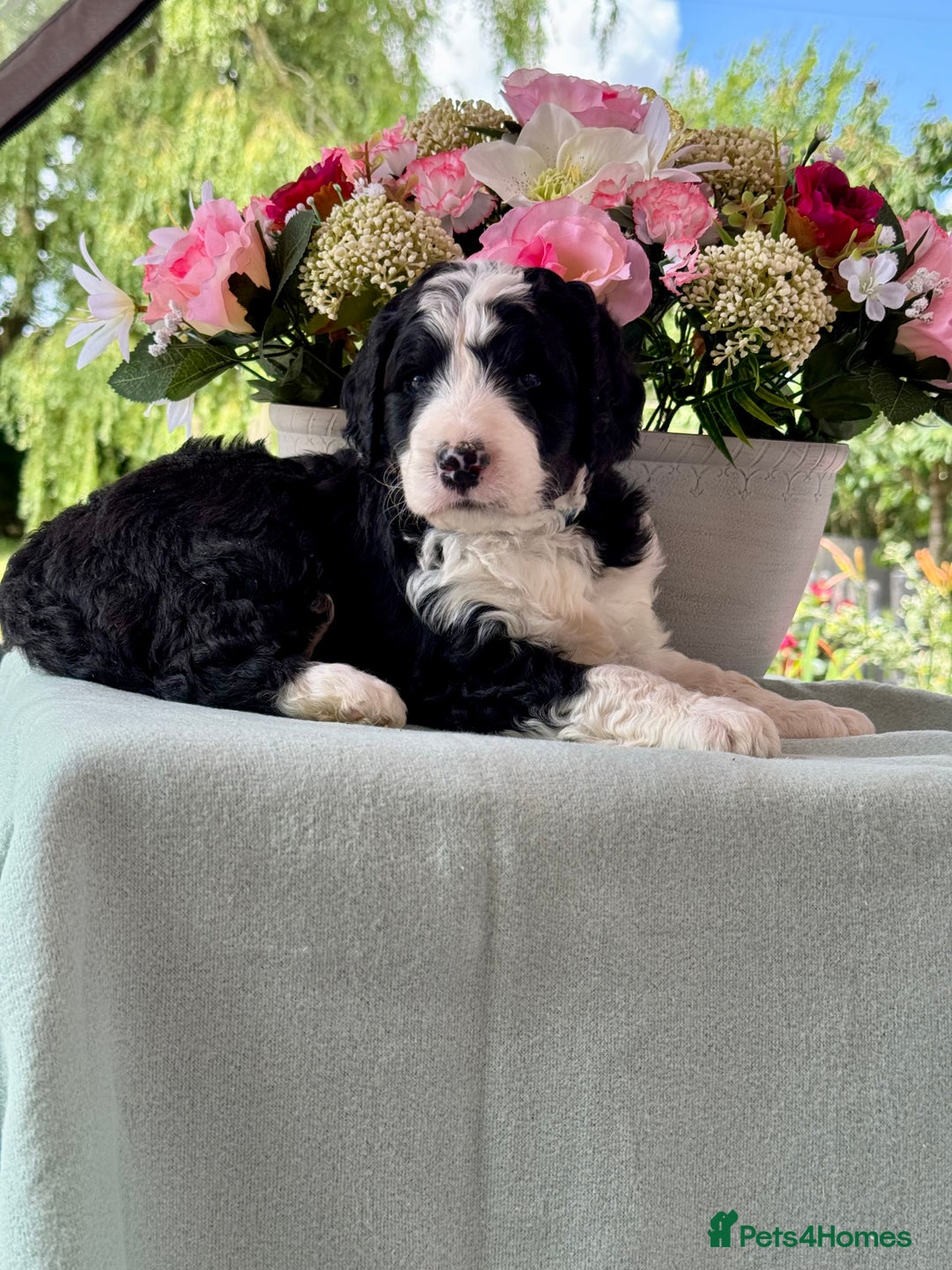 Bernedoodle dogs for sale: 1 boy left gorgeous f1 medium bernedoodle puppies  in Market Drayton - Image 23