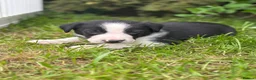 Border Collie dogs for sale: Working Border collie puppies  - Advert 19