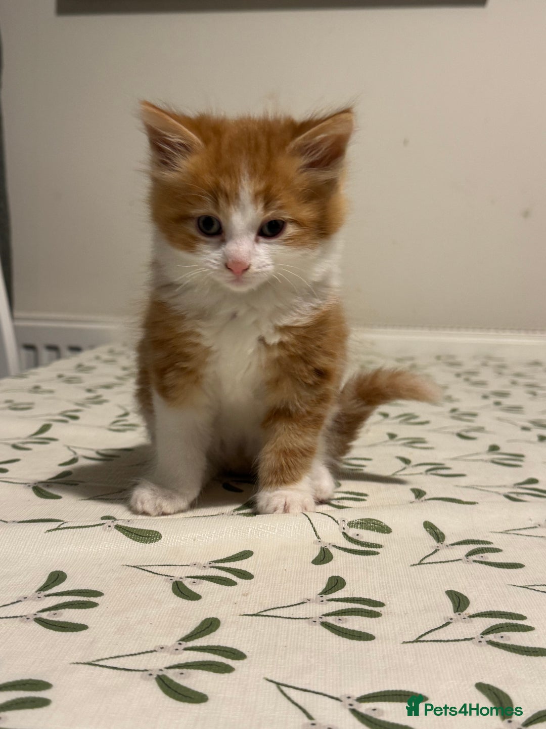 Mixed Breed cats for sale: 8 Weeks Old, Kittens for Sale - Advert 8