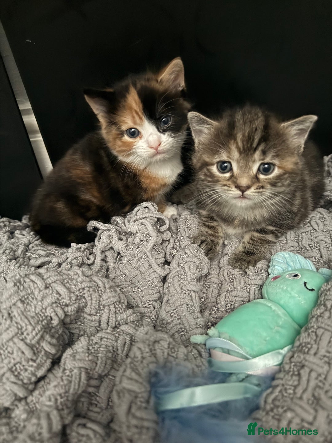 Mixed Breed cats for sale: 1 female tabby & 1 female calico  - Image 1
