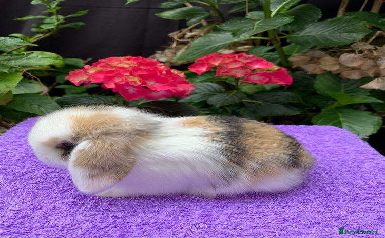 Mini Lop rabbits - Advert 7