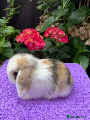 Mini Lop rabbits - Advert 3