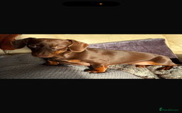 Miniature Dachshund dogs for sale: Miniature dachshund    - Image 2