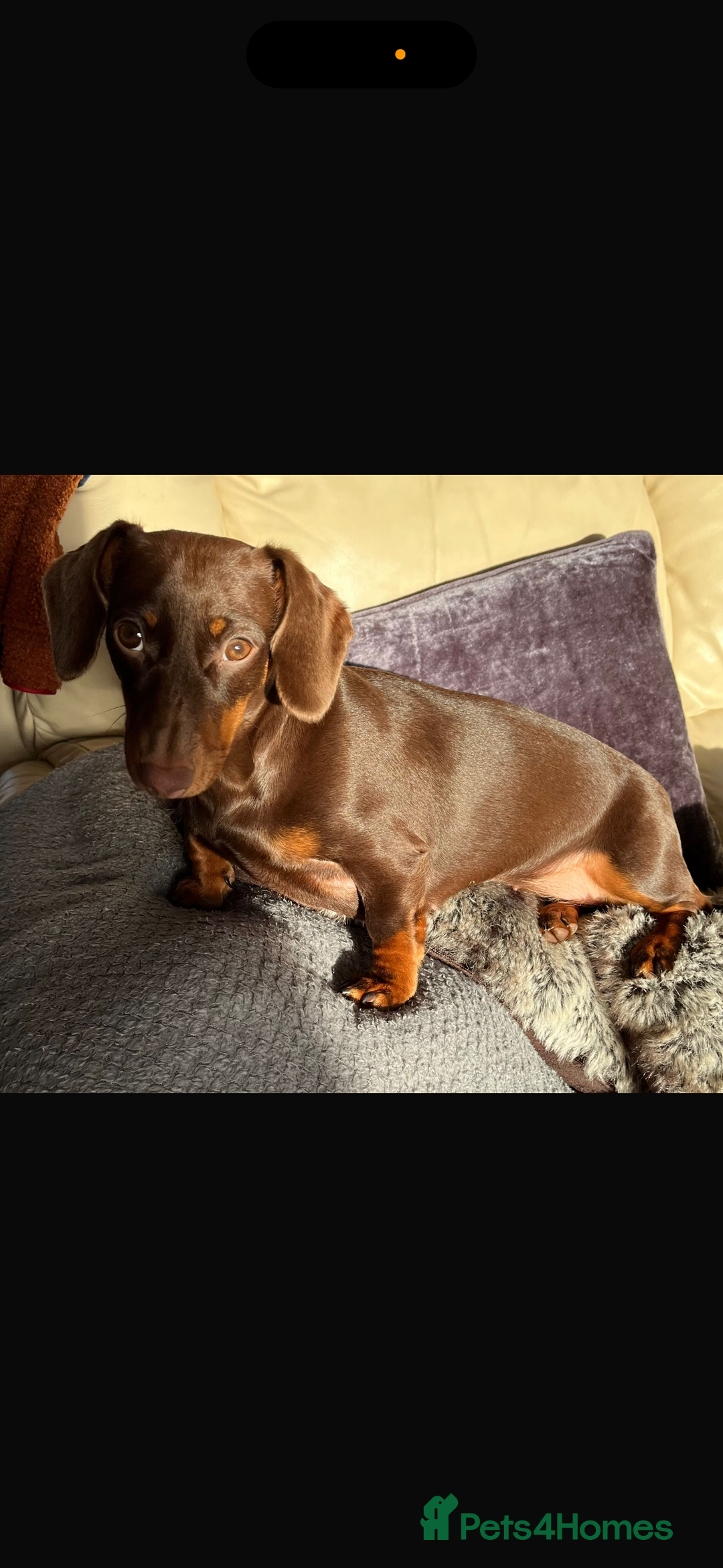 Miniature Dachshund dogs for sale: Miniature dachshund    - Image 2