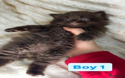 British Longhair cats for sale: British Long/Short Hair Adorable Kittens - Advert 26