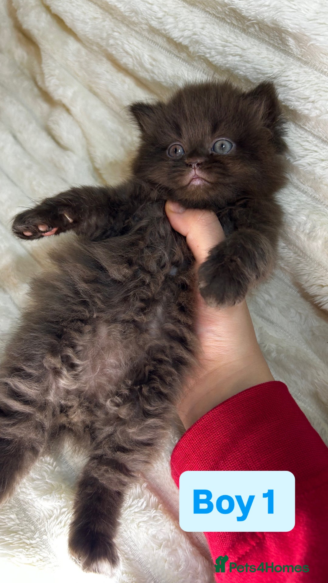 British Longhair cats for sale: British Long/Short Hair Adorable Kittens - Advert 26
