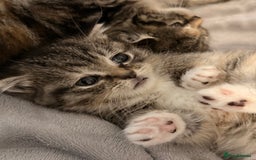 Mixed Breed cats for sale: Kittens - Image 5