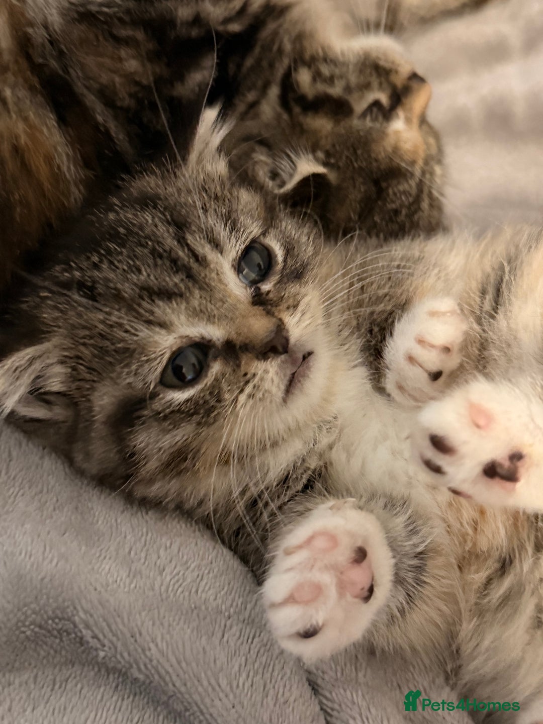 Mixed Breed cats for sale: Kittens - Image 5