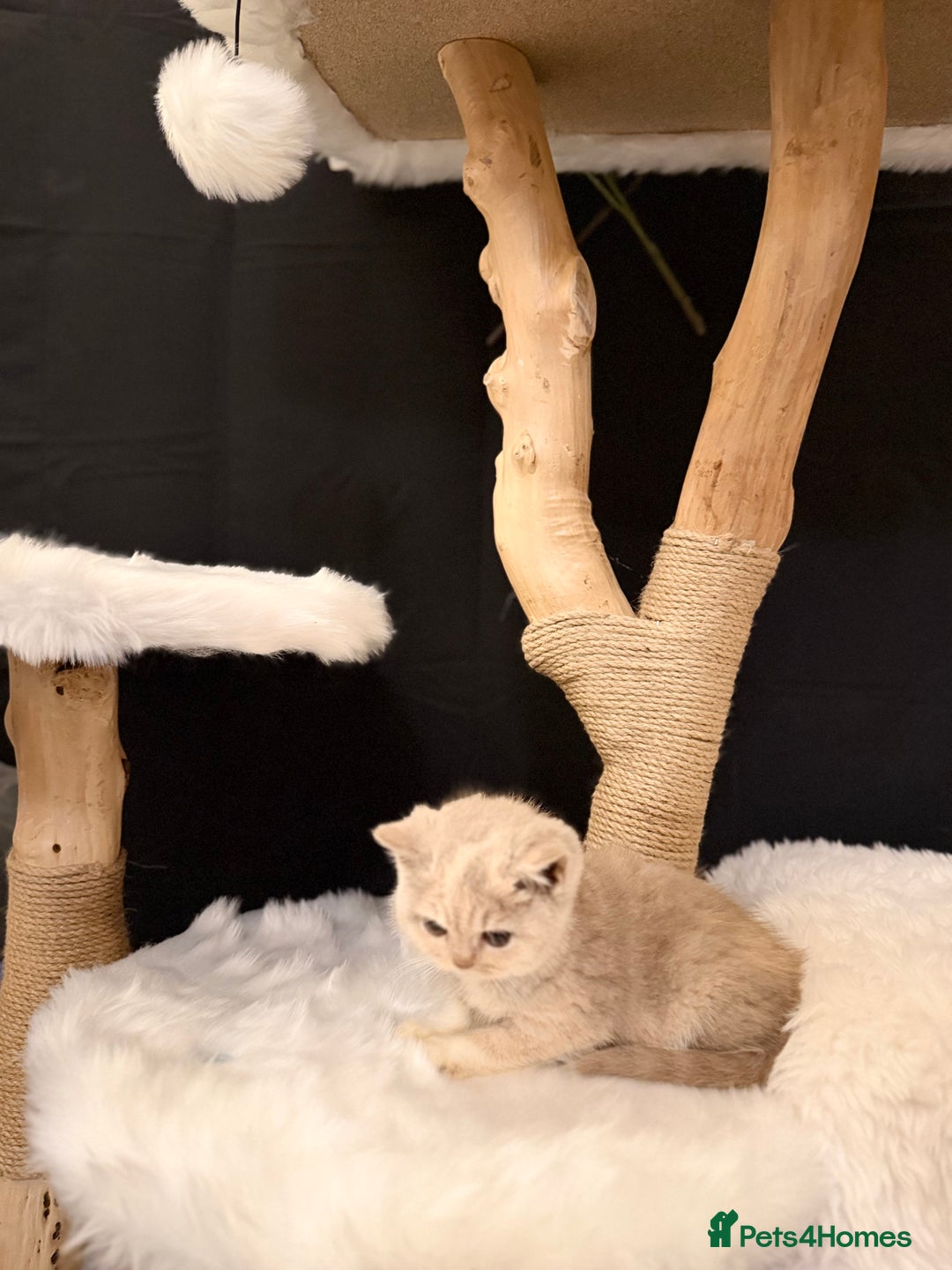 British Shorthair cats for sale: Full Pedigree Registered BSH - Advert 24