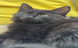 Mixed Breed cats for sale: Beautiful kittens!!!!! READY NOW!!! - Image 38