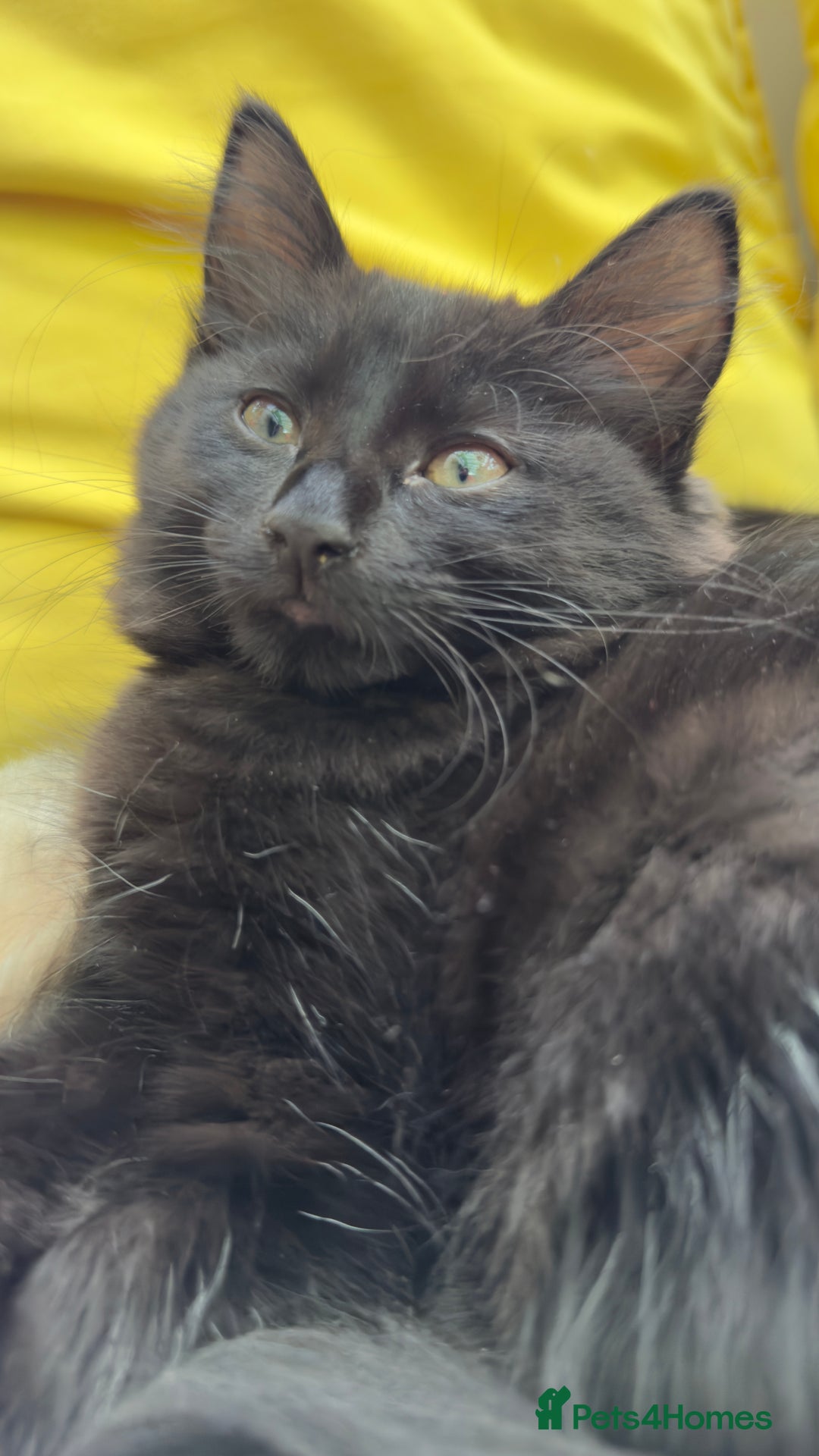 Mixed Breed cats for sale: Beautiful kittens!!!!! READY NOW!!! - Image 38